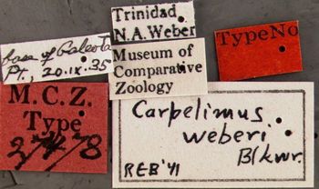 Media type: image;   Entomology 27478 Aspect: labels
